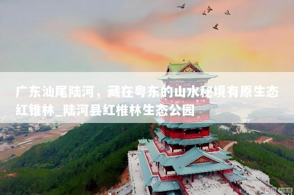 广东汕尾陆河，藏在粤东的山水秘境有原生态红锥林_陆河县红椎林生态公园