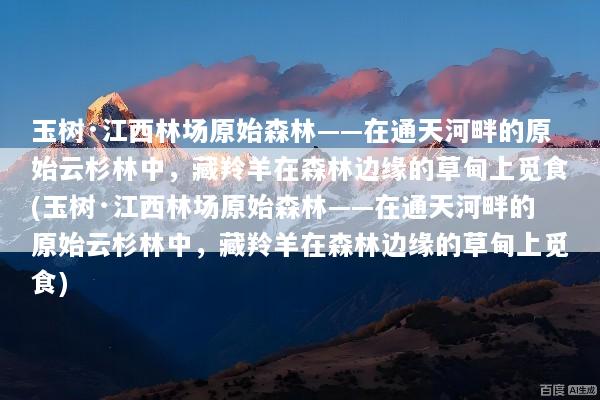 玉树·江西林场原始森林——在通天河畔的原始云杉林中，藏羚羊在森林边缘的草甸上觅食(玉树·江西林场原始森林——在通天河畔的原始云杉林中，藏羚羊在森林边缘的草甸上觅食)