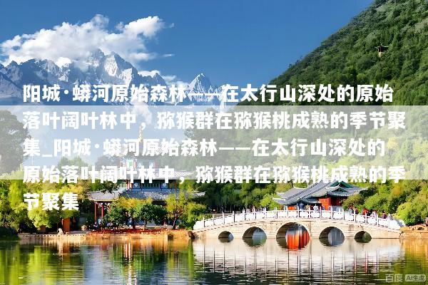 阳城·蟒河原始森林——在太行山深处的原始落叶阔叶林中，猕猴群在猕猴桃成熟的季节聚集_阳城·蟒河原始森林——在太行山深处的原始落叶阔叶林中，猕猴群在猕猴桃成熟的季节聚集